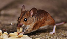 24 Hour & Emergency Exterminators in Rito De Las Sillas, NM